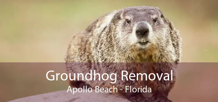 Groundhog Removal Apollo Beach - Florida