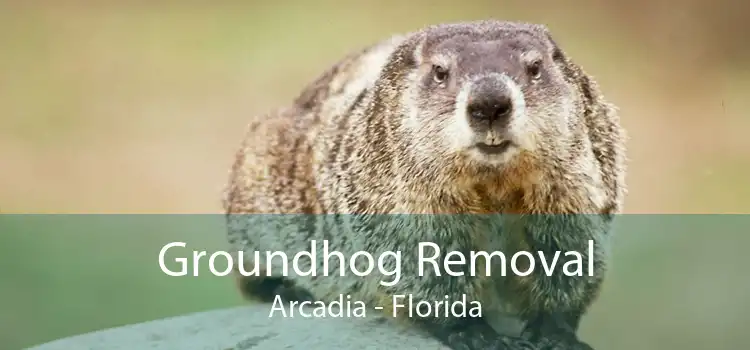 Groundhog Removal Arcadia - Florida