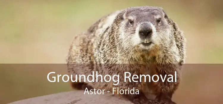 Groundhog Removal Astor - Florida