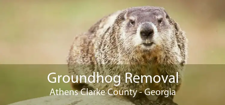 Groundhog Removal Athens Clarke County - Georgia
