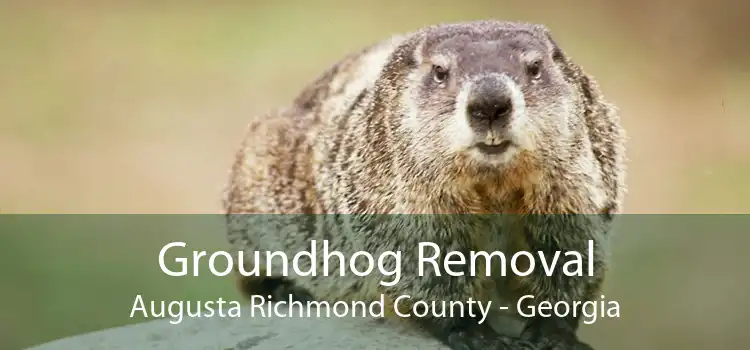 Groundhog Removal Augusta Richmond County - Georgia