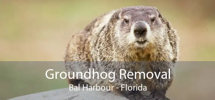 Groundhog Removal Bal Harbour - Florida