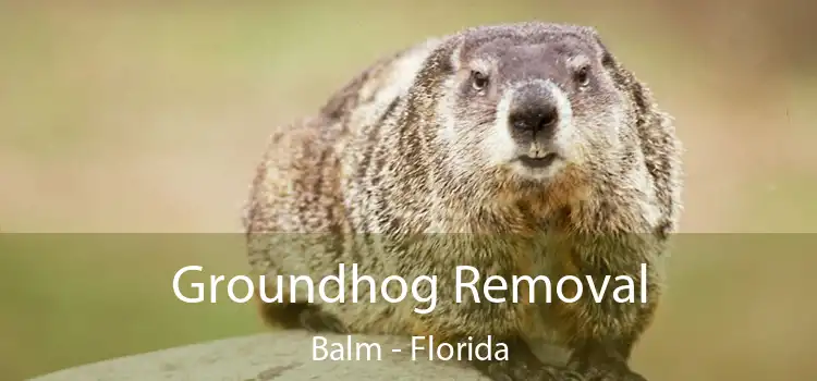 Groundhog Removal Balm - Florida