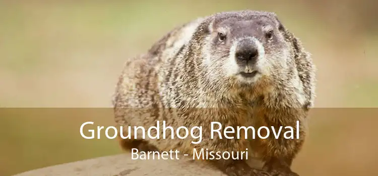 Groundhog Removal Barnett - Missouri