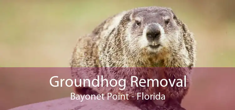 Groundhog Removal Bayonet Point - Florida