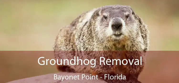 Groundhog Removal Bayonet Point - Florida