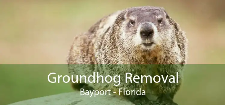 Groundhog Removal Bayport - Florida