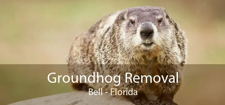 Groundhog Removal Bell - Florida