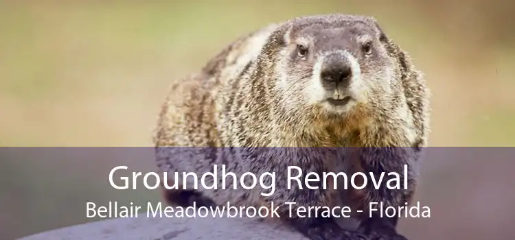 Groundhog Removal Bellair Meadowbrook Terrace - Florida