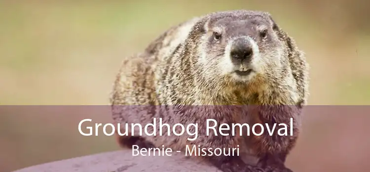 Groundhog Removal Bernie - Missouri