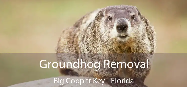 Groundhog Removal Big Coppitt Key - Florida