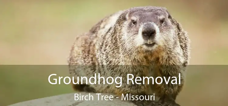 Groundhog Removal Birch Tree - Missouri