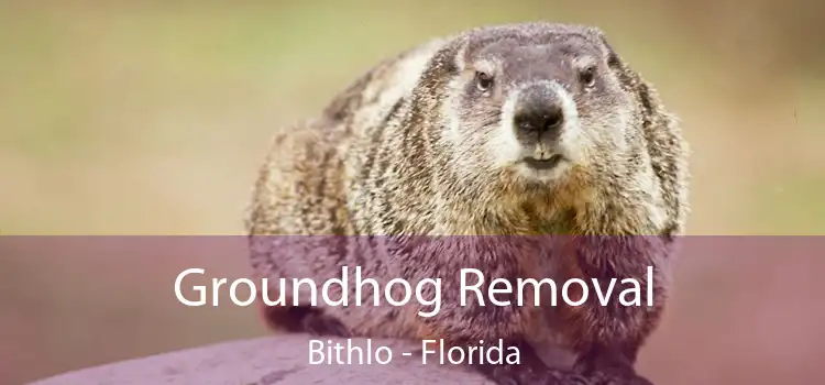 Groundhog Removal Bithlo - Florida