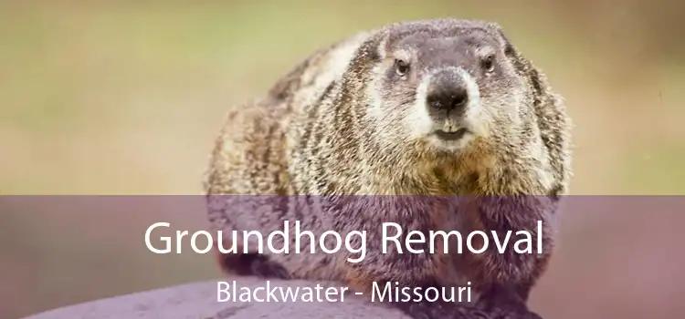 Groundhog Removal Blackwater - Missouri