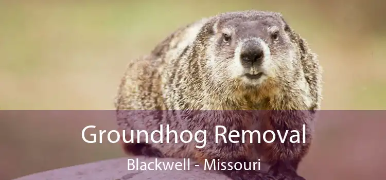 Groundhog Removal Blackwell - Missouri