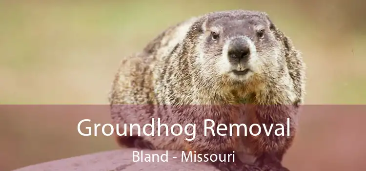 Groundhog Removal Bland - Missouri