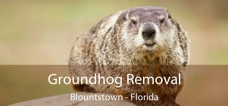 Groundhog Removal Blountstown - Florida