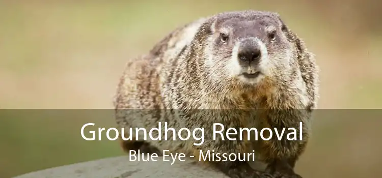 Groundhog Removal Blue Eye - Missouri
