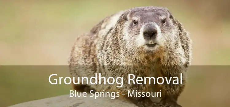 Groundhog Removal Blue Springs - Missouri