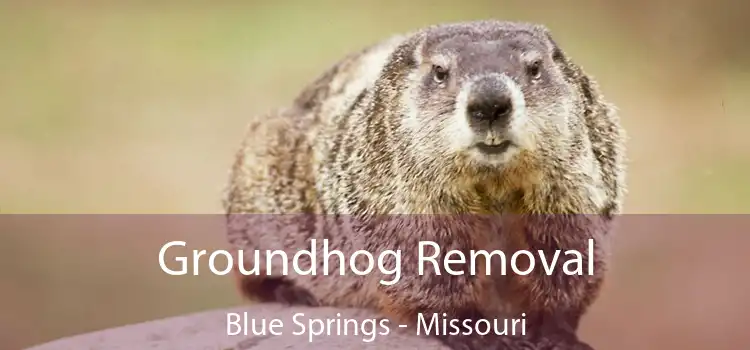 Groundhog Removal Blue Springs - Missouri