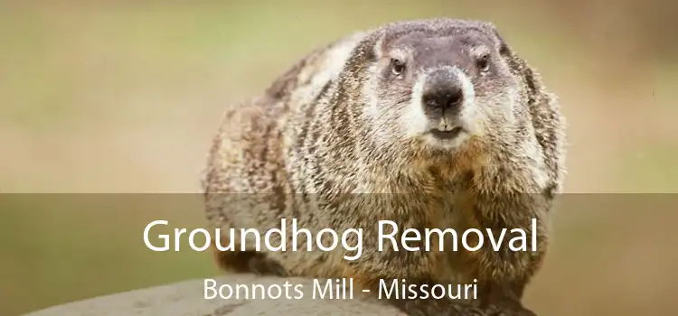 Groundhog Removal Bonnots Mill - Missouri