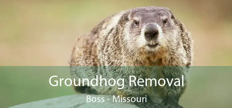 Groundhog Removal Boss - Missouri