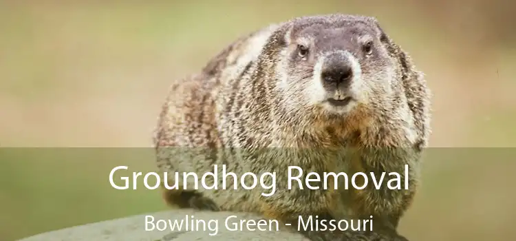 Groundhog Removal Bowling Green - Missouri