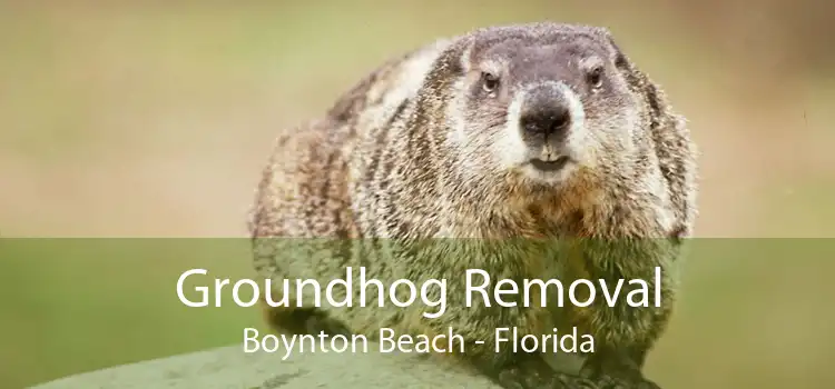 Groundhog Removal Boynton Beach - Florida