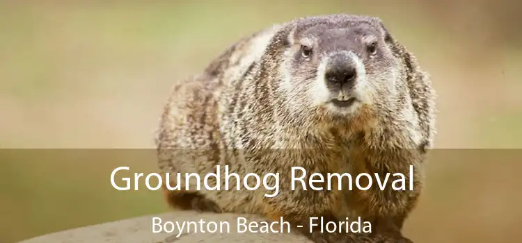 Groundhog Removal Boynton Beach - Florida