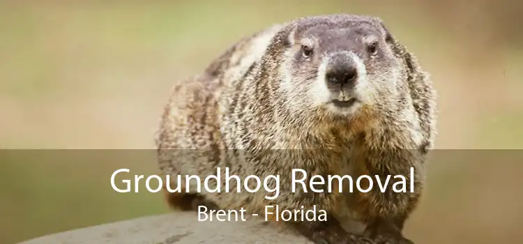 Groundhog Removal Brent - Florida