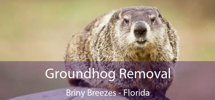 Groundhog Removal Briny Breezes - Florida