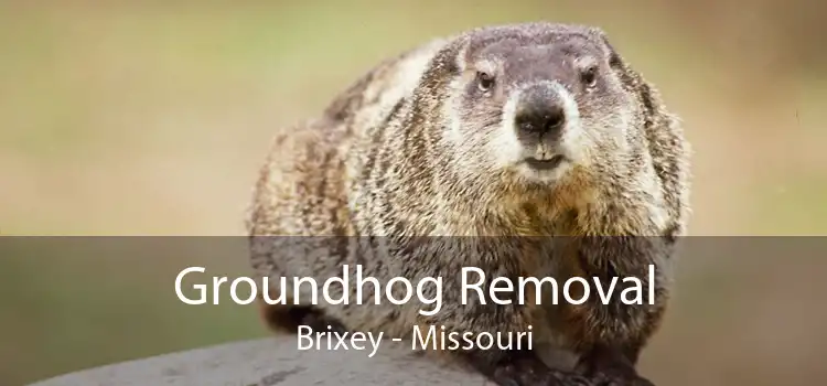 Groundhog Removal Brixey - Missouri