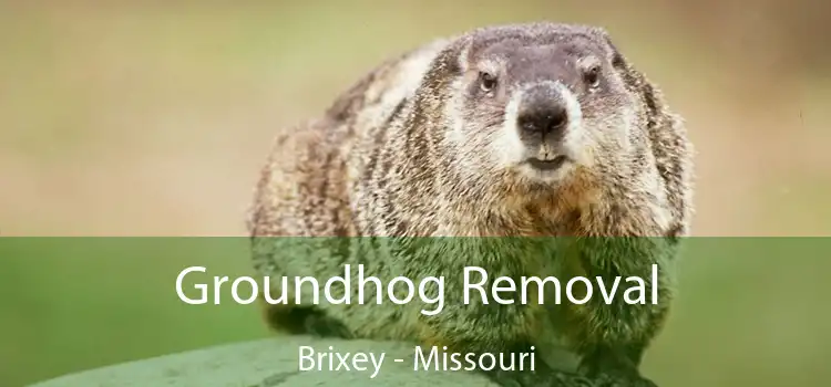 Groundhog Removal Brixey - Missouri