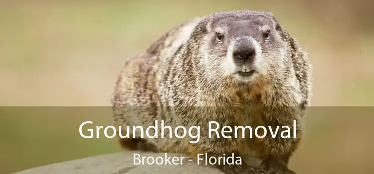 Groundhog Removal Brooker - Florida