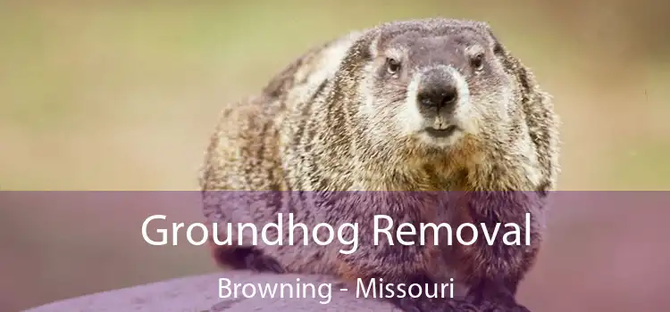 Groundhog Removal Browning - Missouri