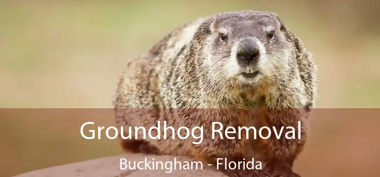 Groundhog Removal Buckingham - Florida
