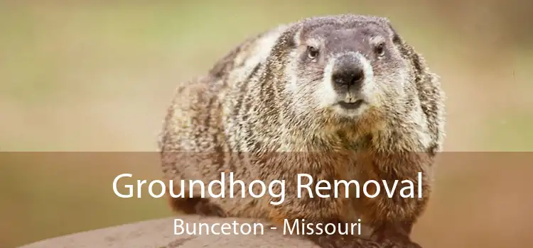 Groundhog Removal Bunceton - Missouri