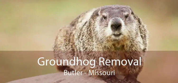 Groundhog Removal Butler - Missouri