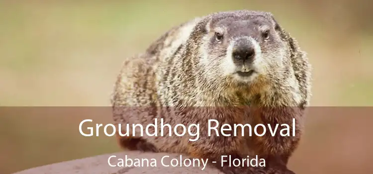 Groundhog Removal Cabana Colony - Florida