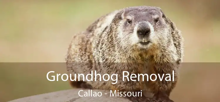 Groundhog Removal Callao - Missouri