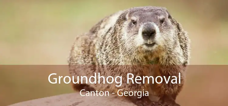 Groundhog Removal Canton - Georgia