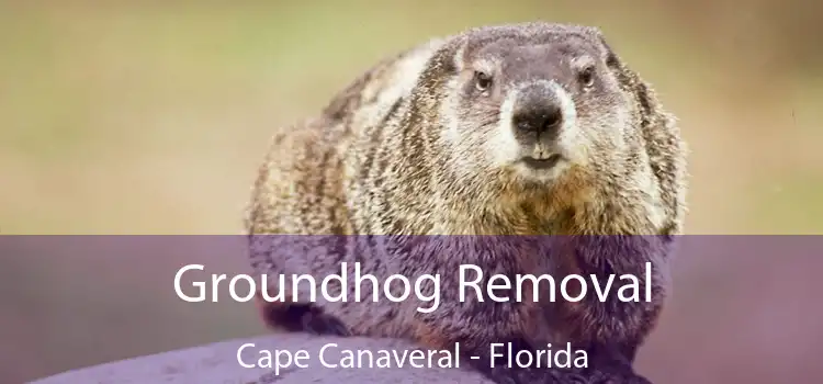 Groundhog Removal Cape Canaveral - Florida