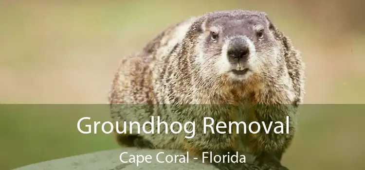 Groundhog Removal Cape Coral - Florida