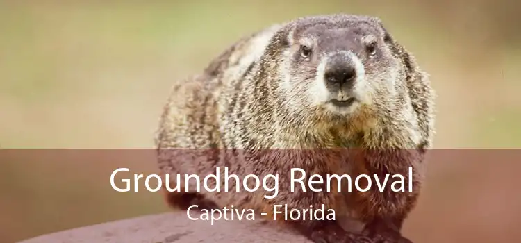 Groundhog Removal Captiva - Florida