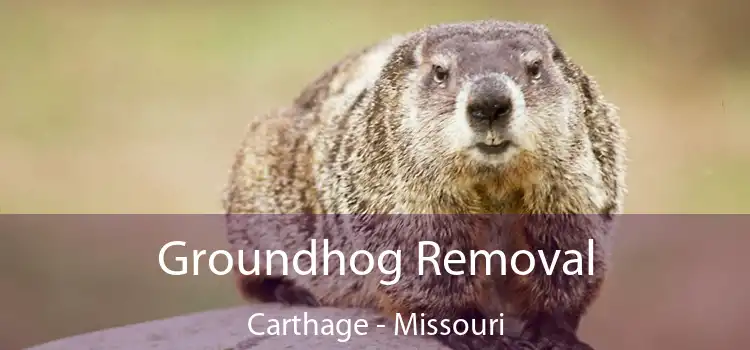 Groundhog Removal Carthage - Missouri