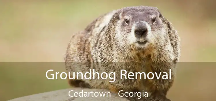 Groundhog Removal Cedartown - Georgia