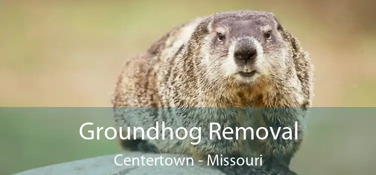 Groundhog Removal Centertown - Missouri