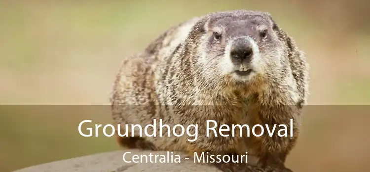 Groundhog Removal Centralia - Missouri