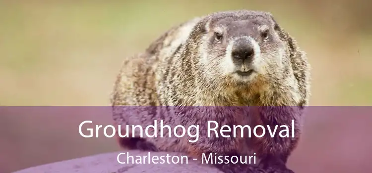 Groundhog Removal Charleston - Missouri