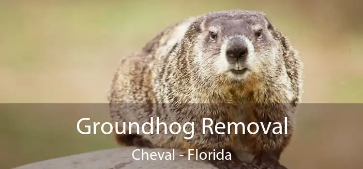 Groundhog Removal Cheval - Florida